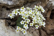 43 Bel bouquet di Sassifraga di Vandelli